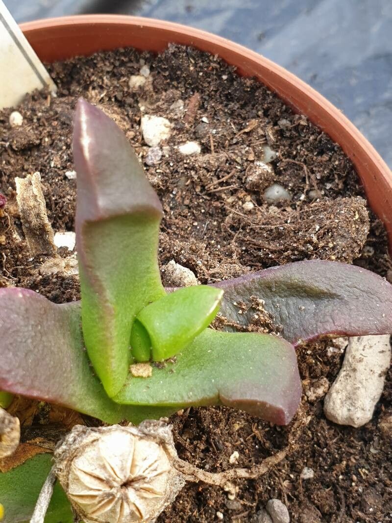 Glottiphyllum difforme leaf