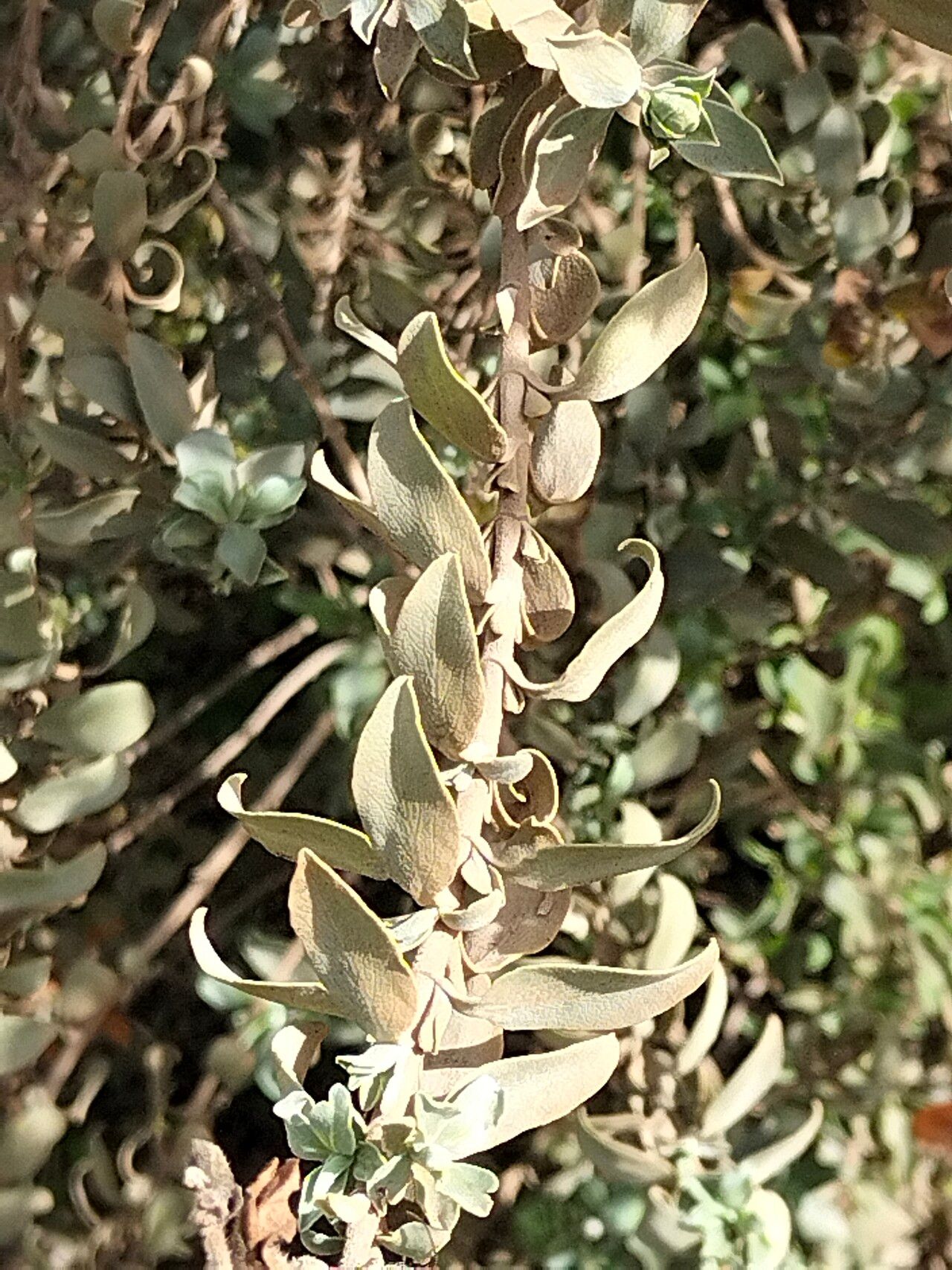 Salvia aerea — houseplant care guide