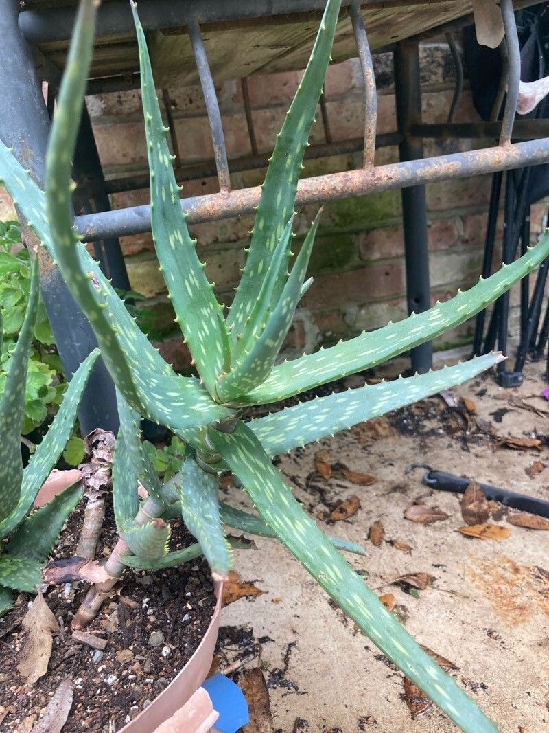 Aloe nyeriensis habit