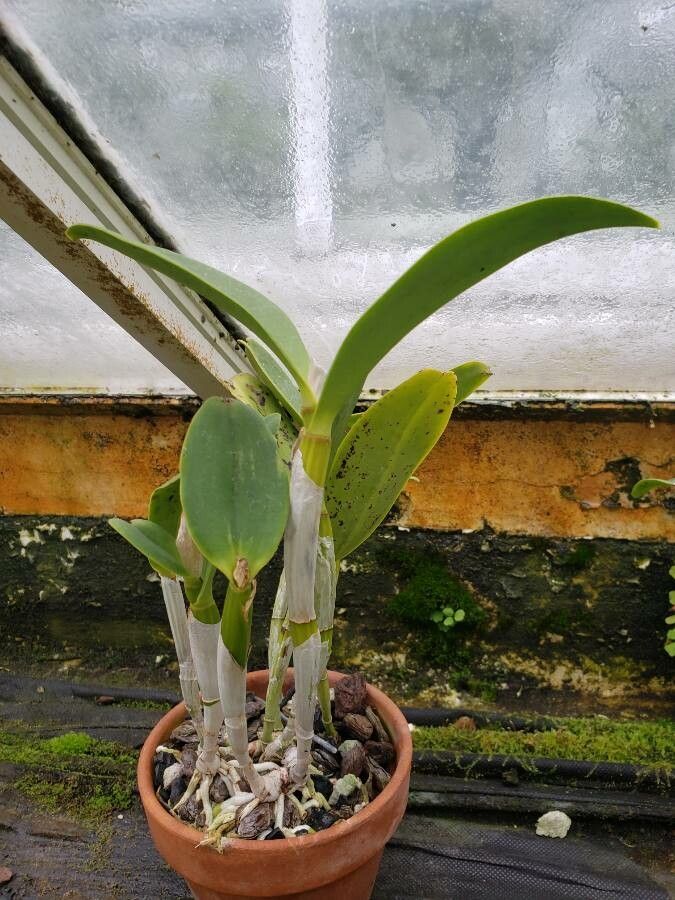 Cattleya warscewiczii habit