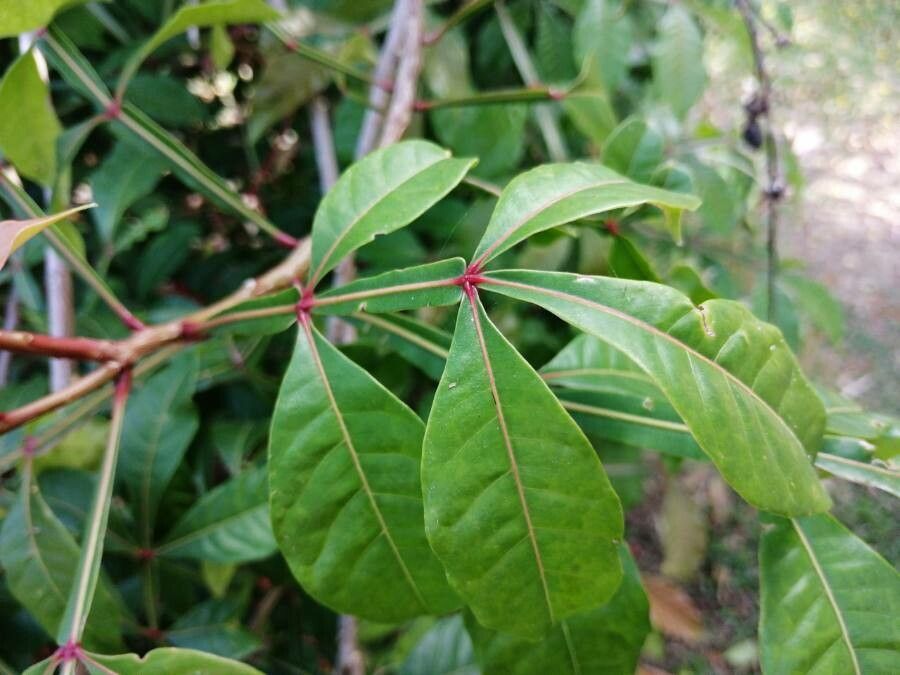 Quassia amara leaf
