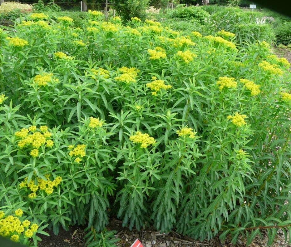 Euphorbia soongarica — houseplant care guide