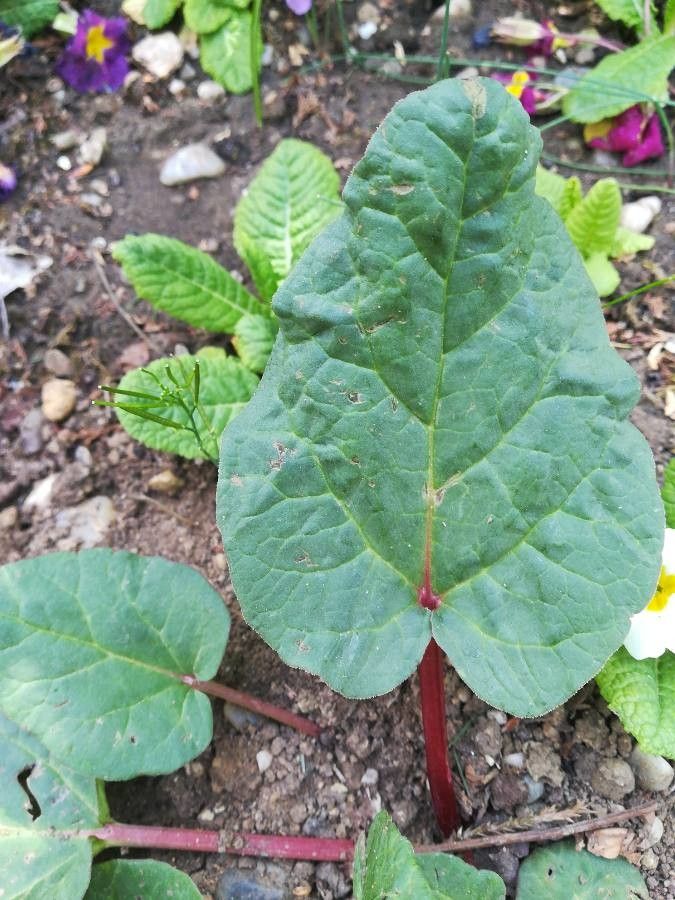 Rheum rhabarbarum leaf