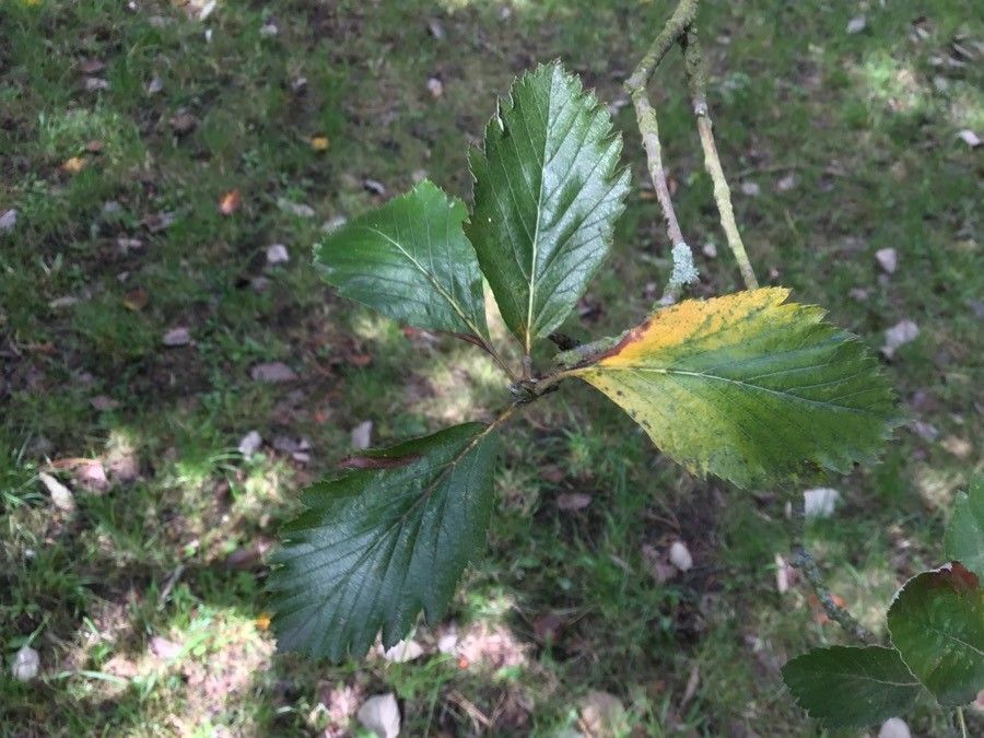 Sorbus anglica