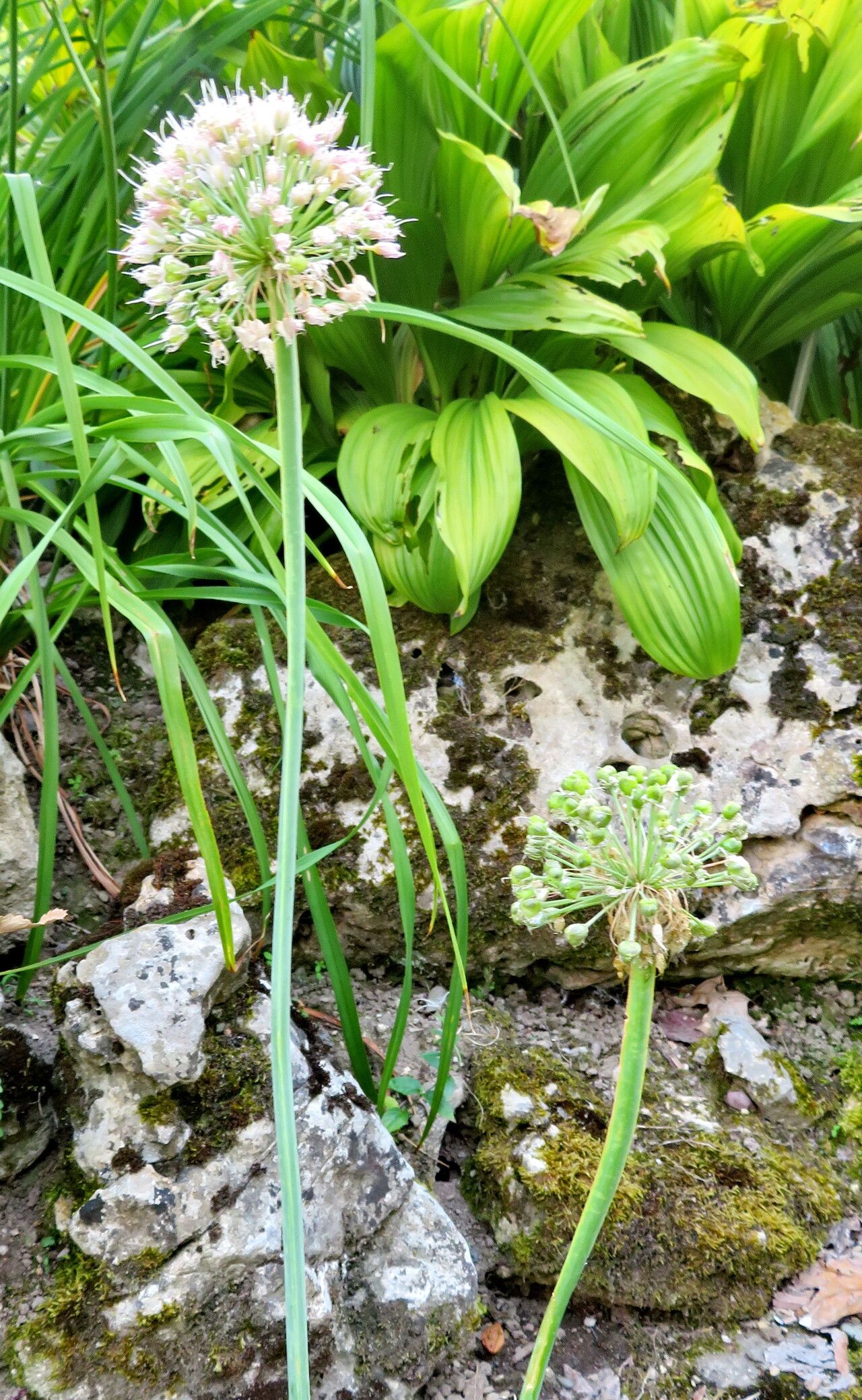 Allium semenovii habit