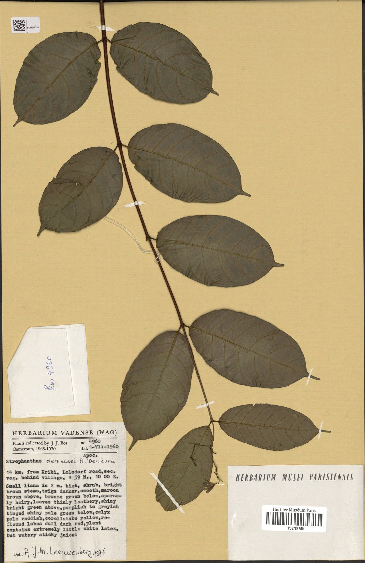 Strophanthus demeusei — houseplant care guide