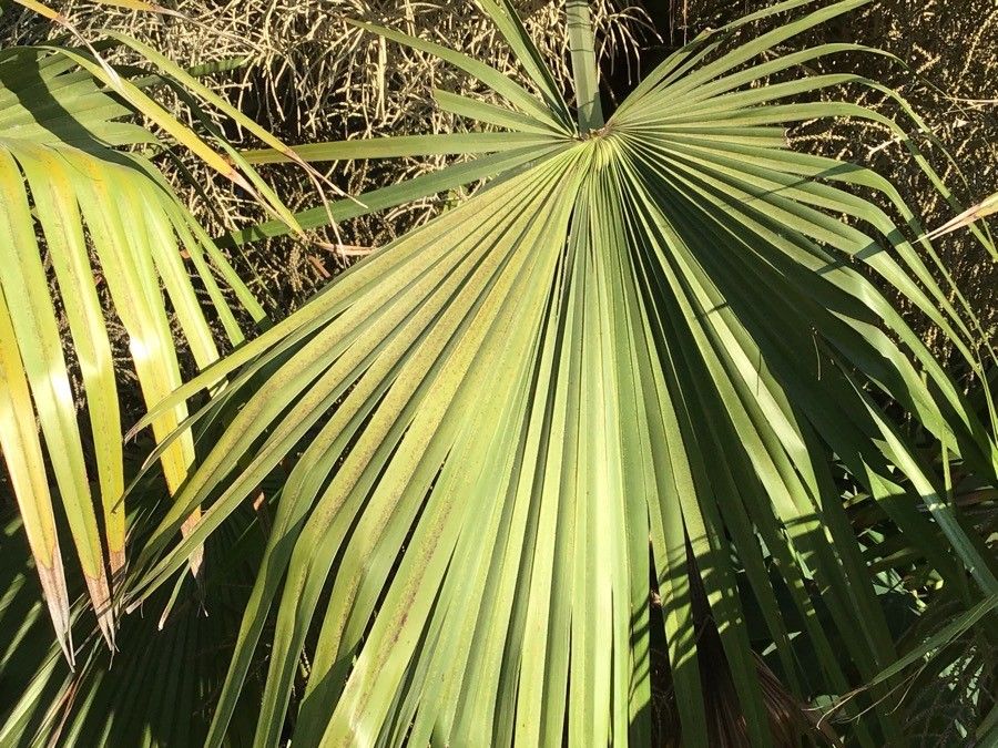 Brahea sarukhanii — search result for 'Brahea'