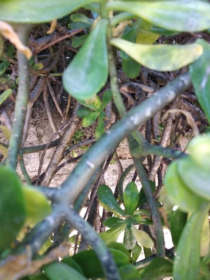 Sedum dendroideum bark