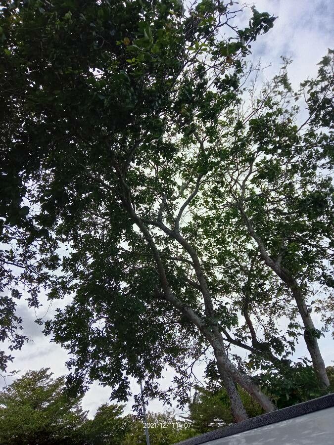 Khaya senegalensis fruit