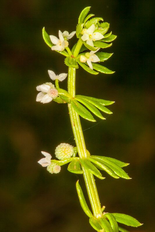 Galium verrucosum fruit