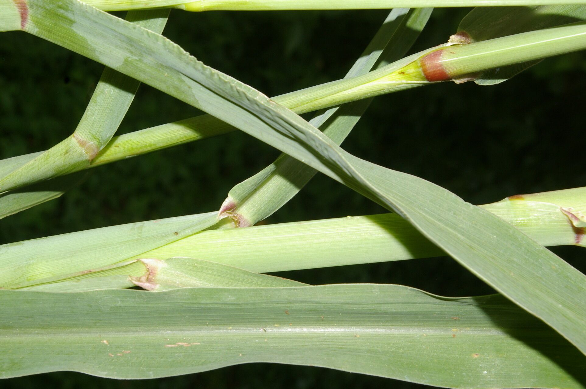 Ixophorus unisetus leaf