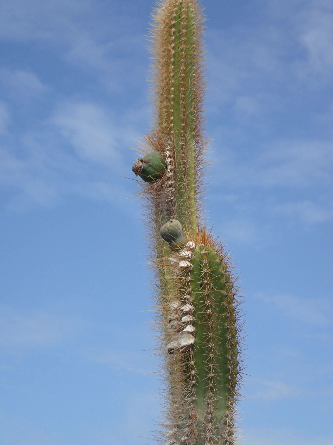 Pilosocereus curtisii fruit