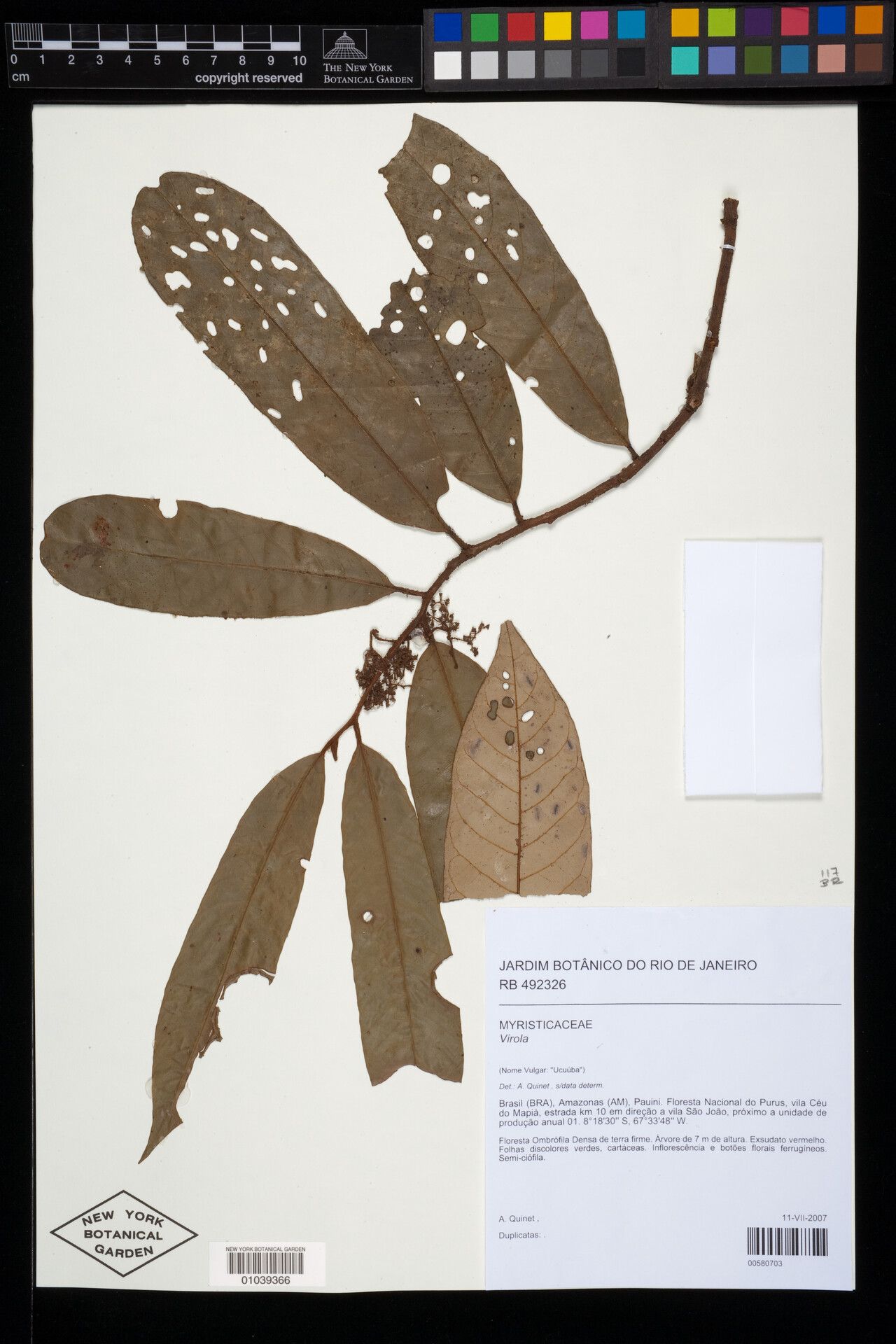 Virola marleneae — houseplant care guide