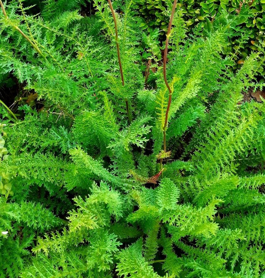 Filipendula vulgaris — search result for 'Filipendula'