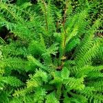 Filipendula vulgaris