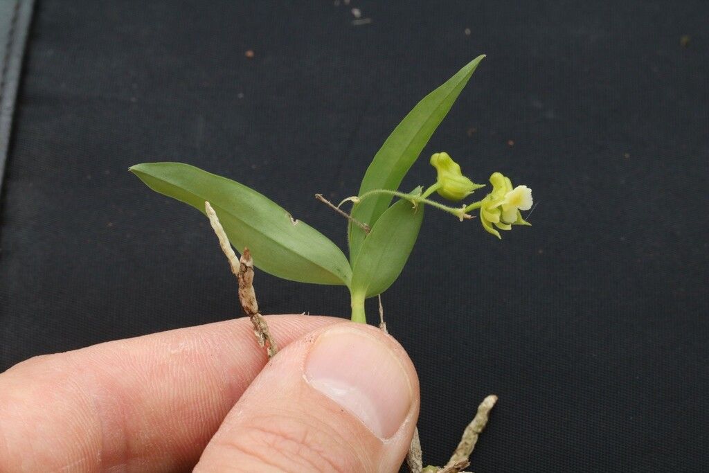 Polystachya bamendae habit