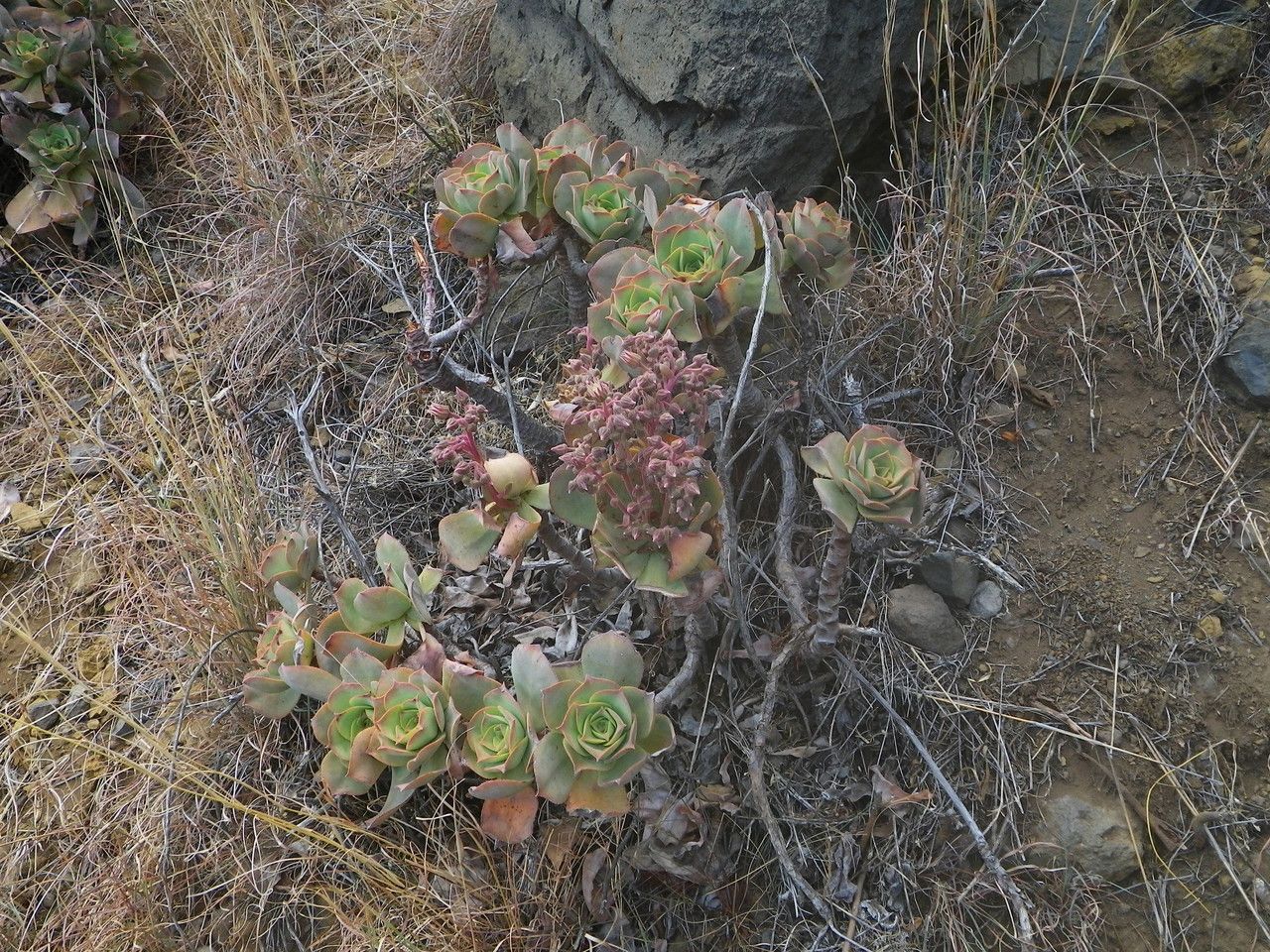 Aeonium valverdense habit