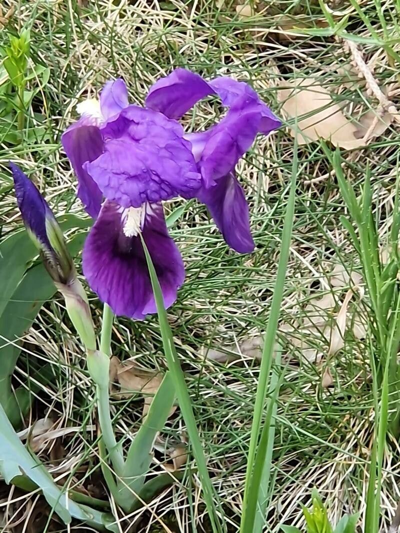 Iris marsica flower