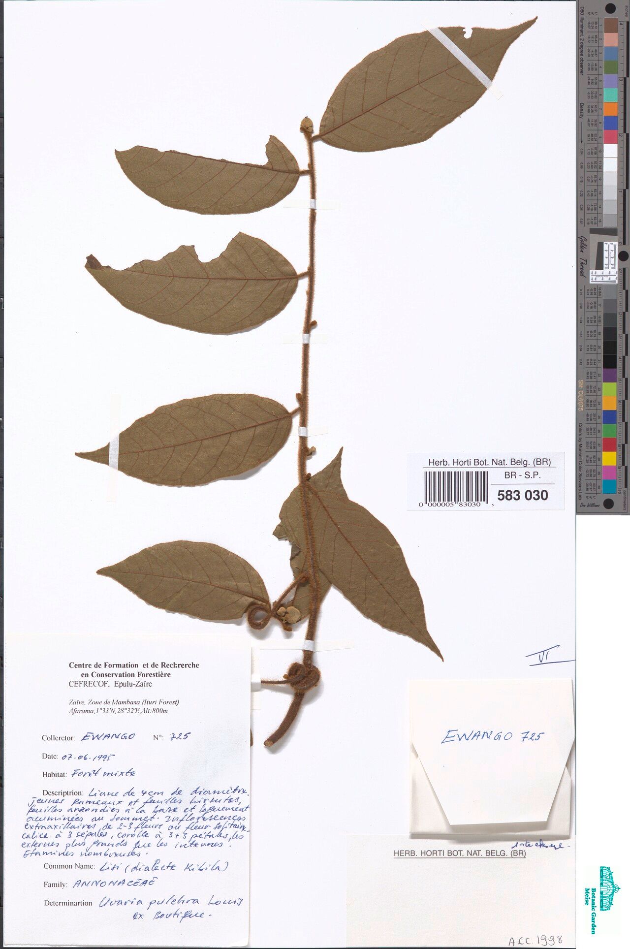 Uvaria pulchra — houseplant care guide