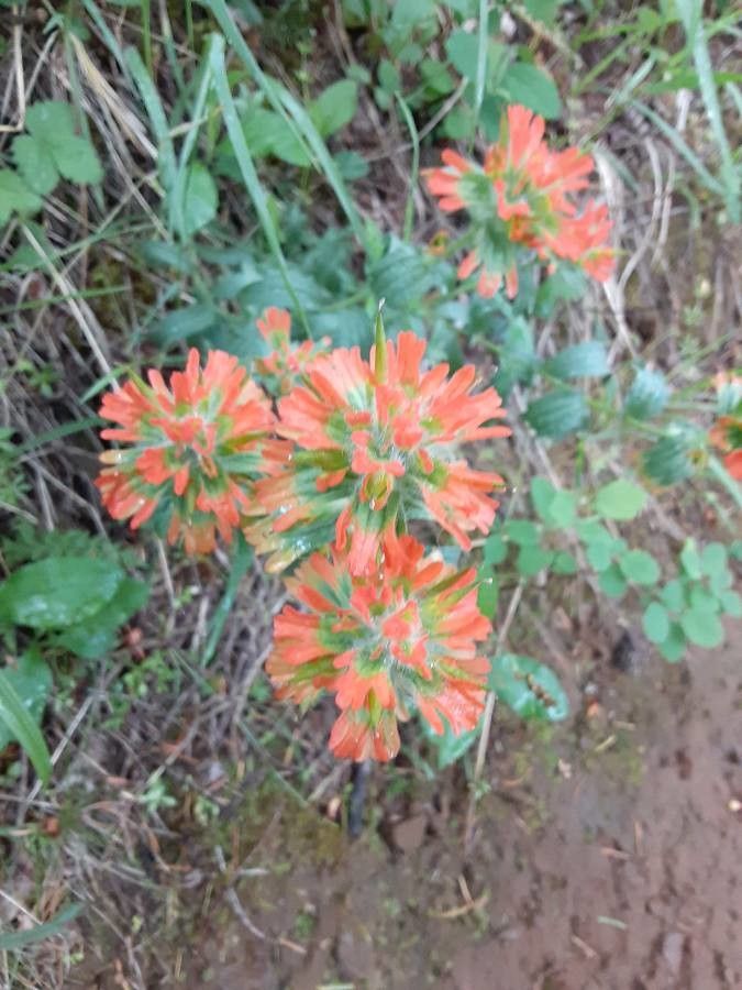 Castilleja hispida — search result for 'Castilleja'