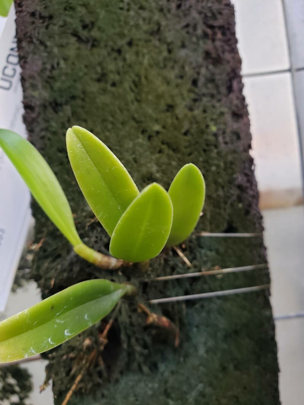 Bulbophyllum affine — related species from the same genus