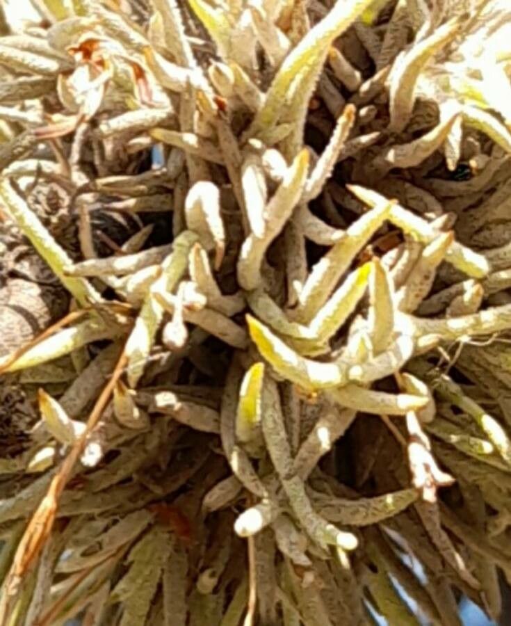 Tillandsia capillaris leaf