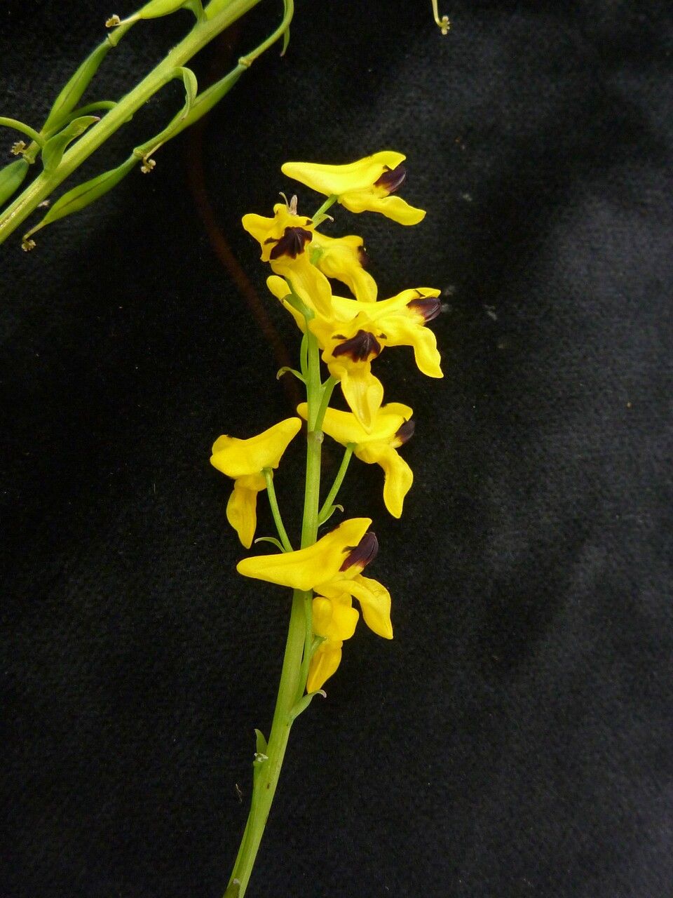 Corydalis juncea — houseplant care guide