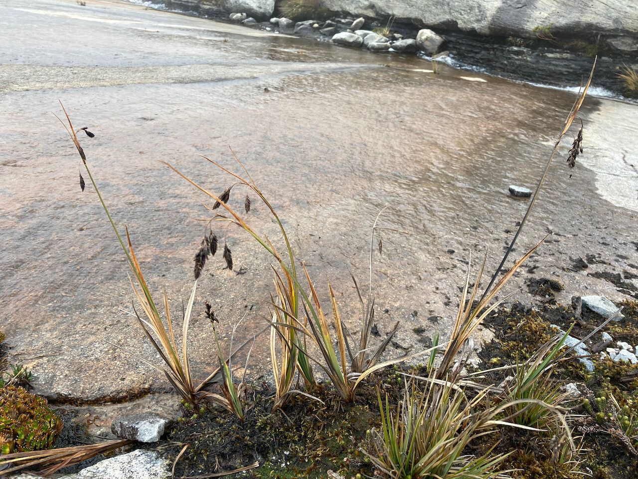 Carex pichinchensis habit