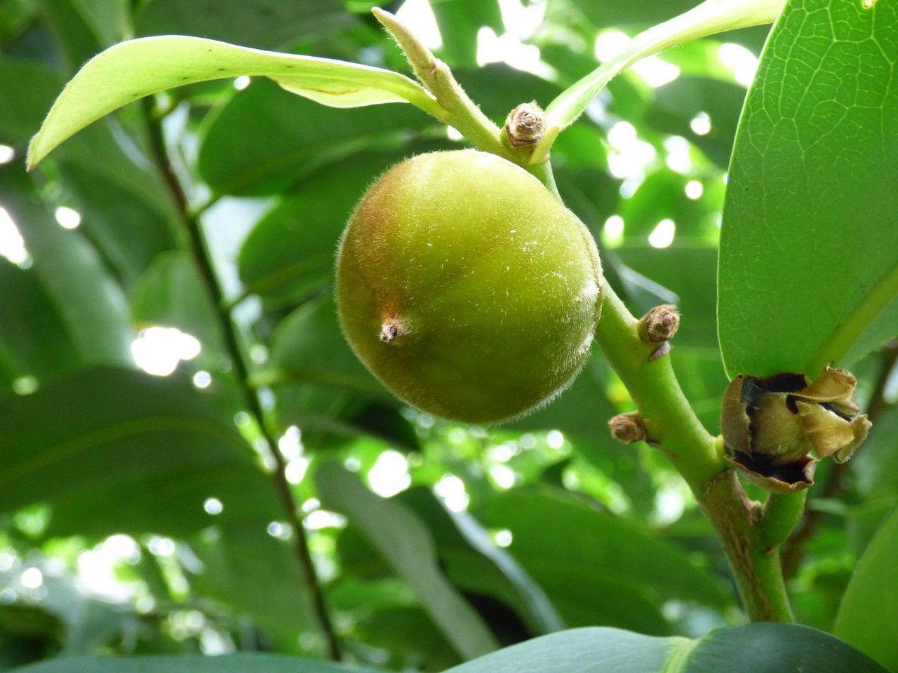 Diospyros blancoi fruit