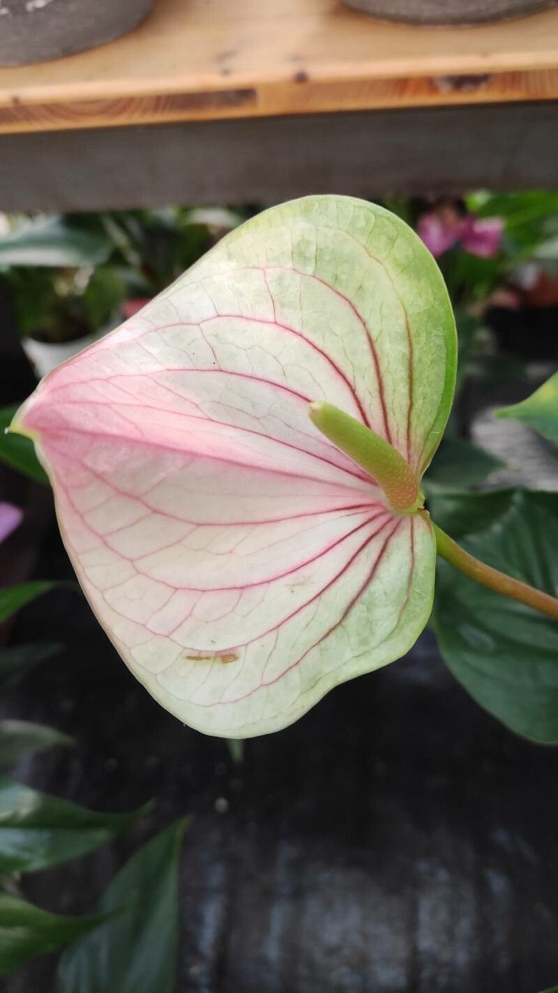 Anthurium spp. flower
