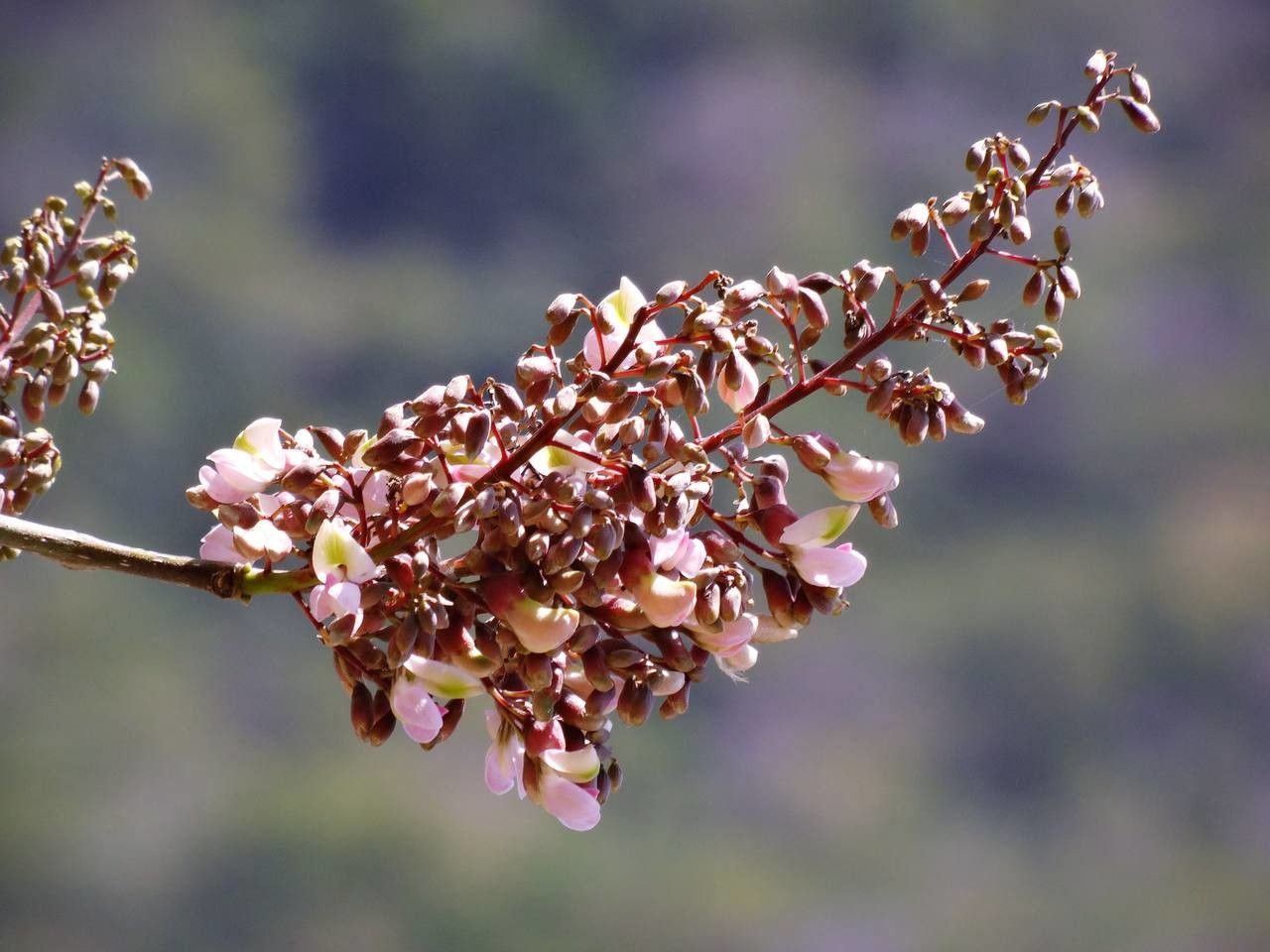 Piscidia carthagenensis fruit
