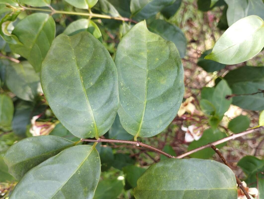 Strophanthus sarmentosus — search result for 'Gabon'