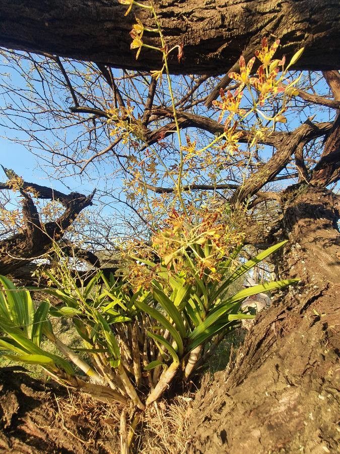 Ansellia africana habit