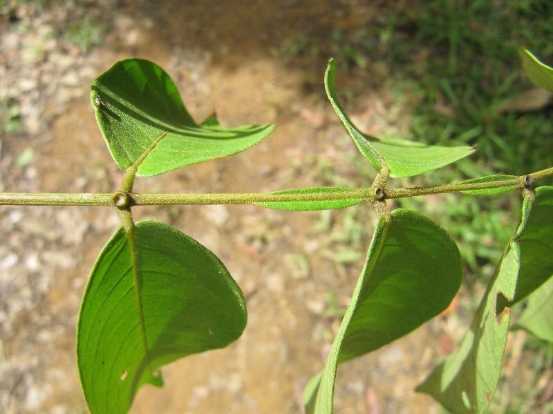 Inga thibaudiana other