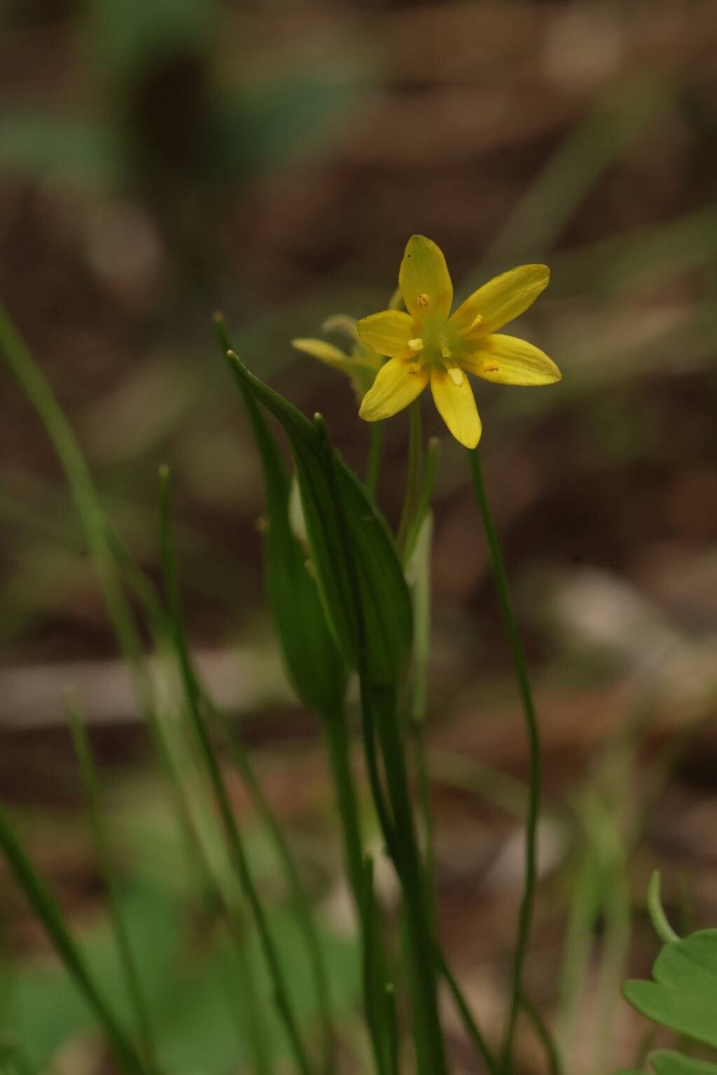 Gagea japonica — search result for 'Gagea'