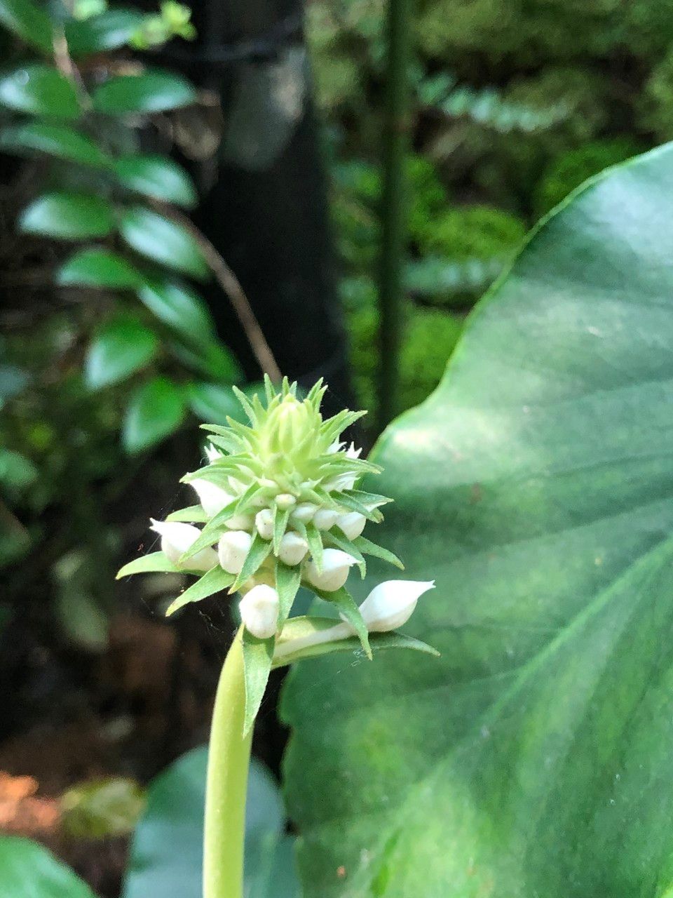 Calanthe triplicata fruit