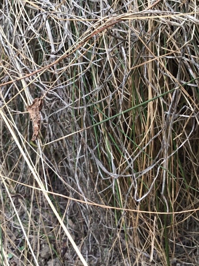 Agrostis curtisii — search result for 'Agrostis'