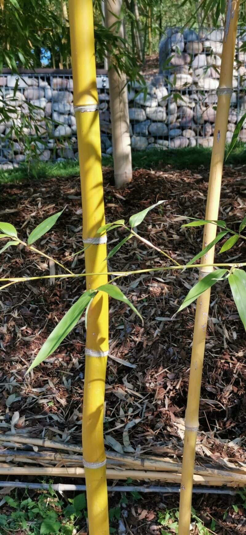Phyllostachys iridescens bark