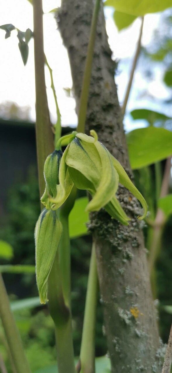 Decaisnea insignis flower