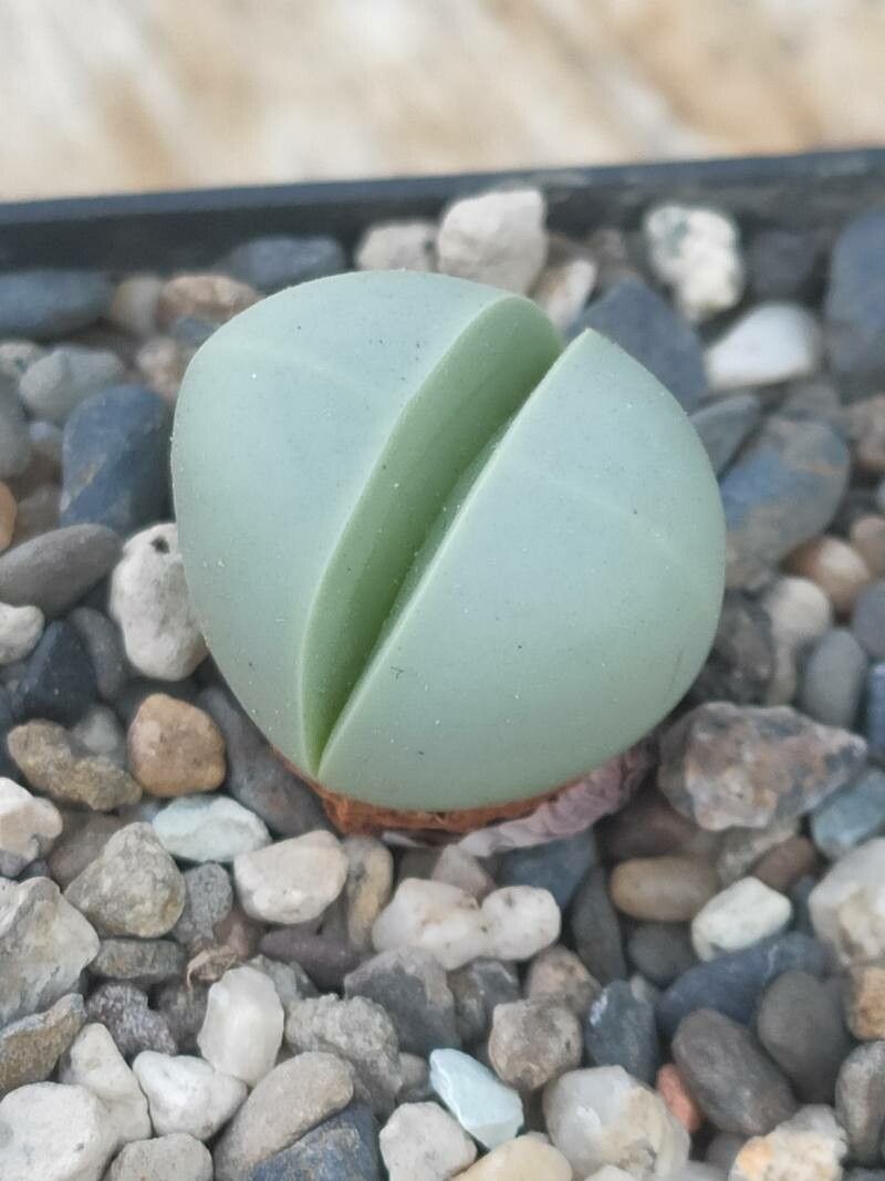 Argyroderma pearsonii leaf