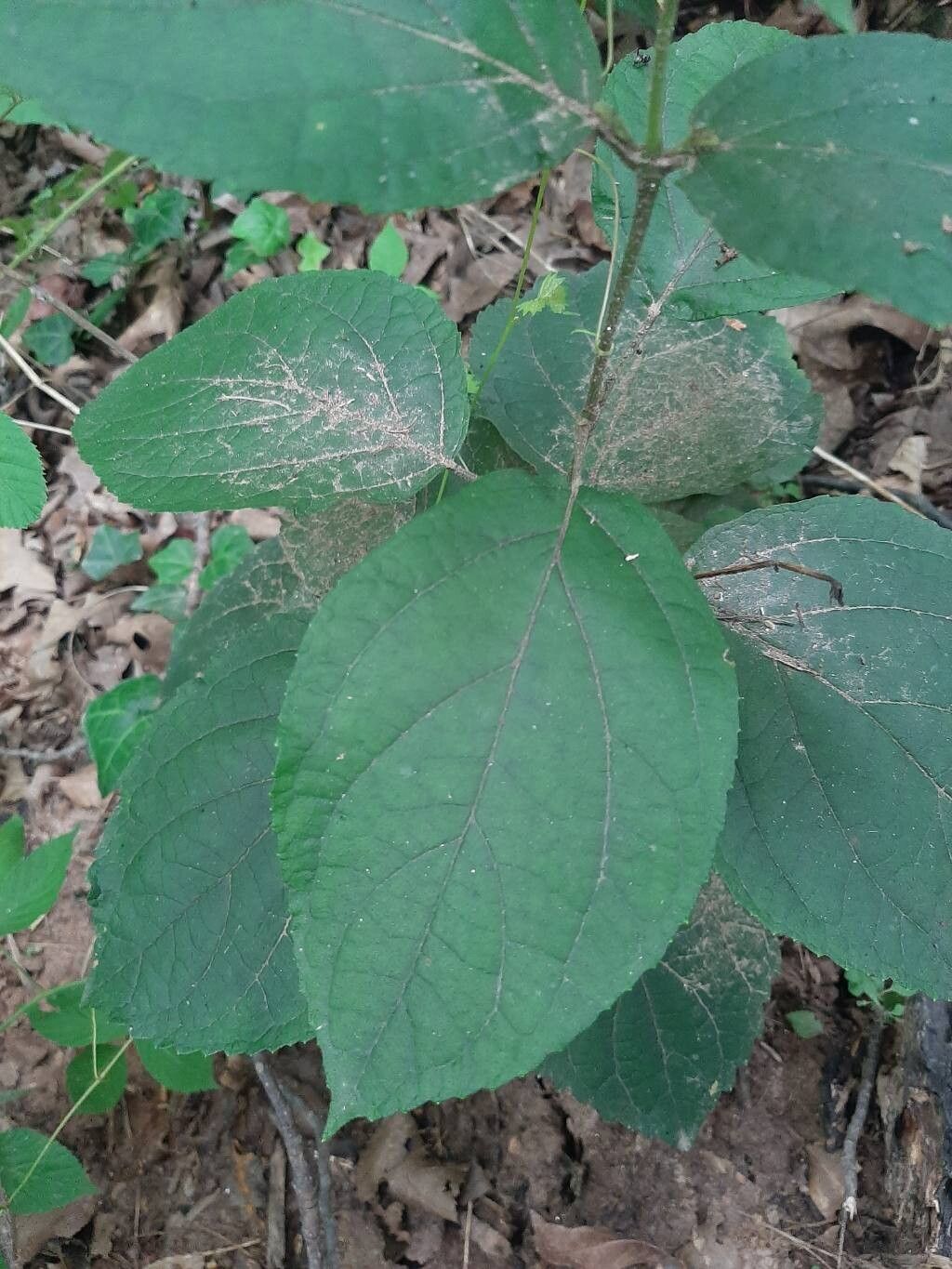 Collinsonia anisata — related species from the same genus