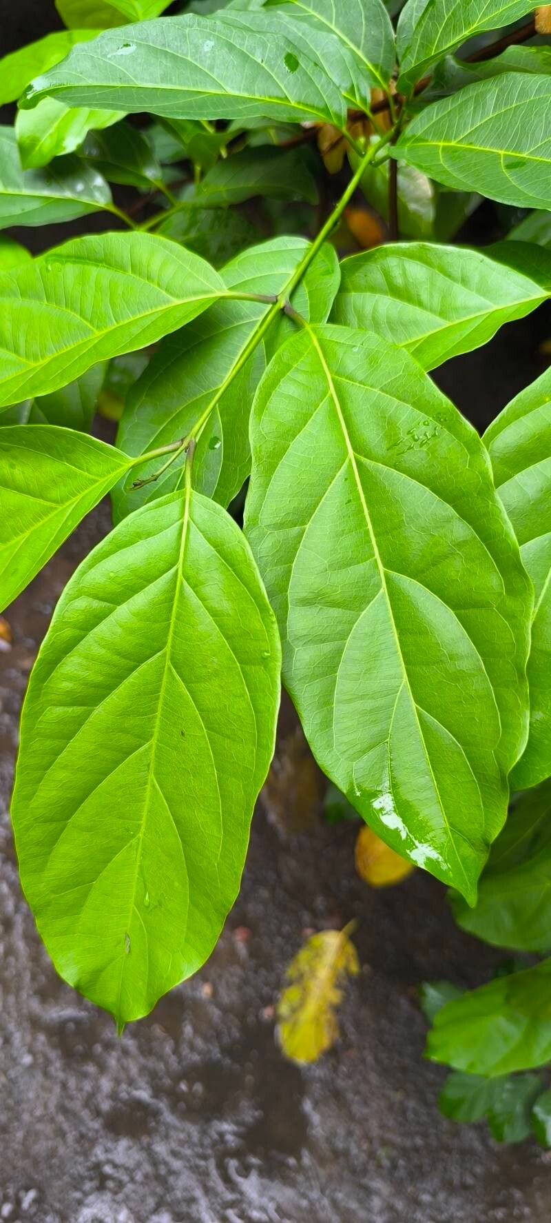 Combretum racemosum — search result for 'Combretum'