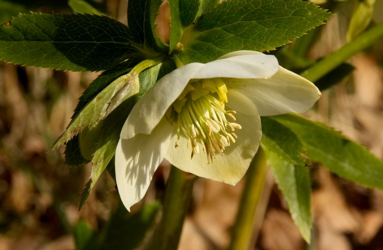 Helleborus odorus flower