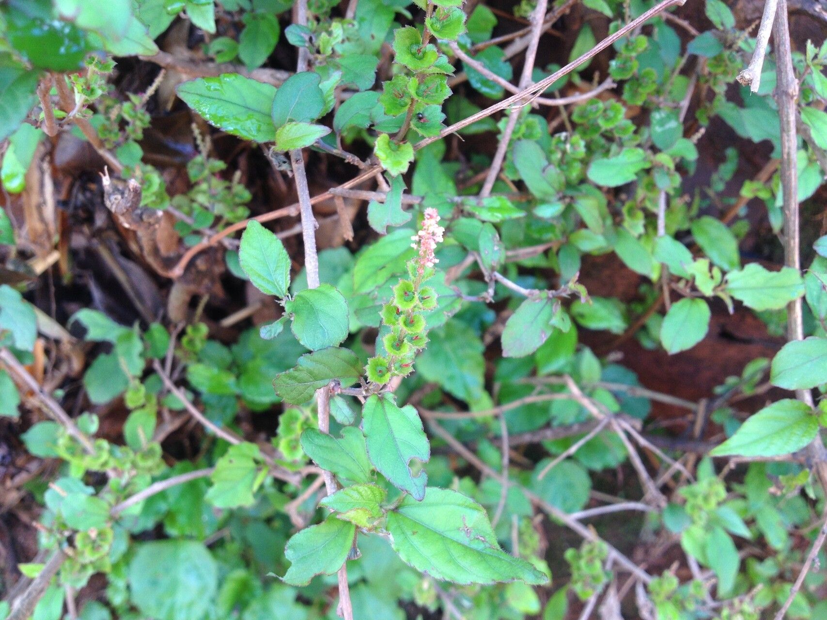 Acalypha spachiana — houseplant care guide