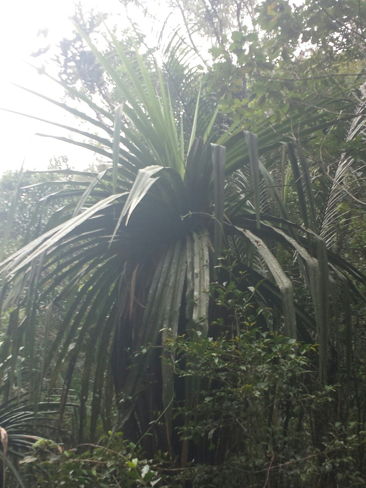 Pandanus vandamii leaf