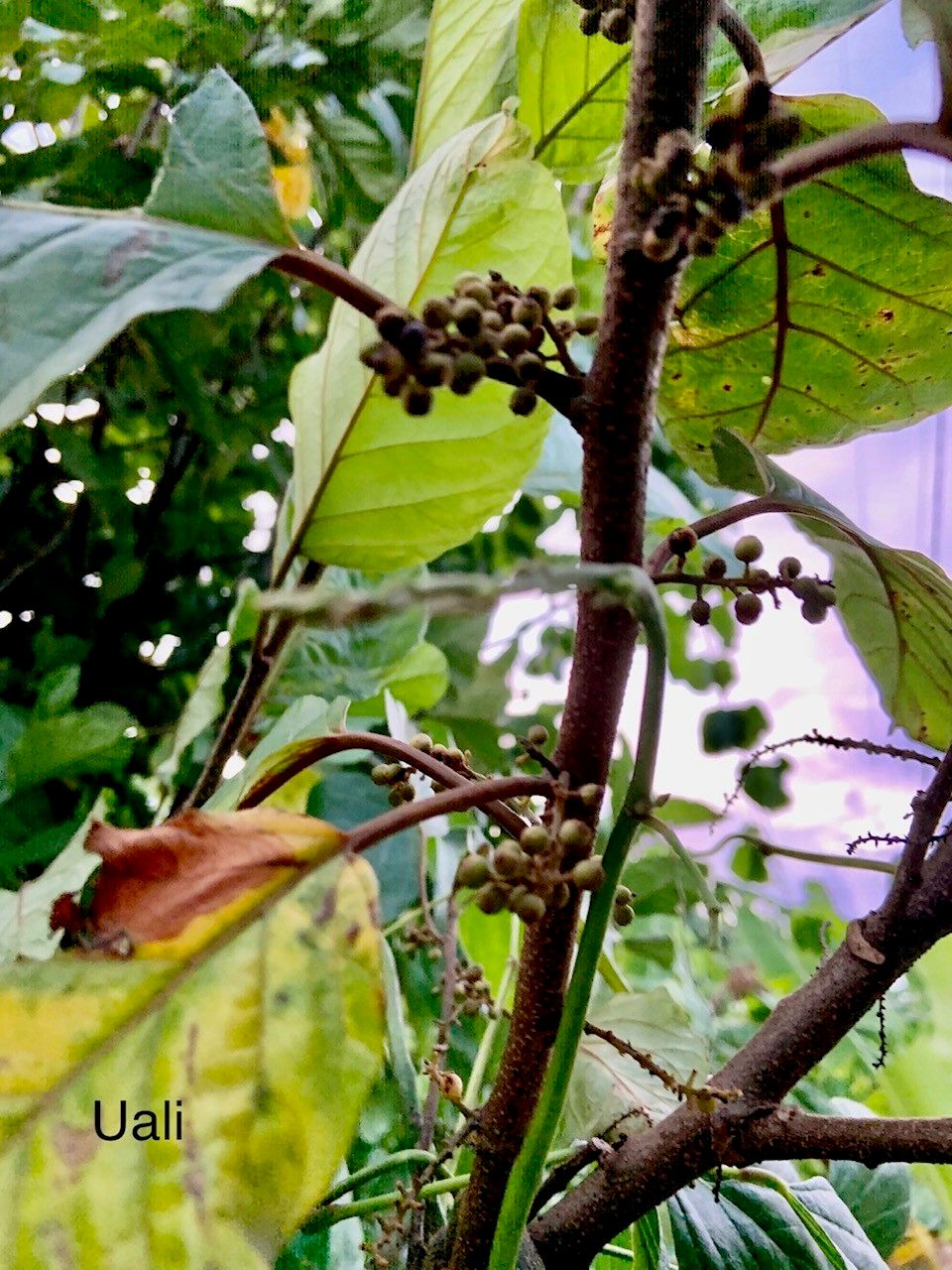 Maesa samoana — houseplant care guide