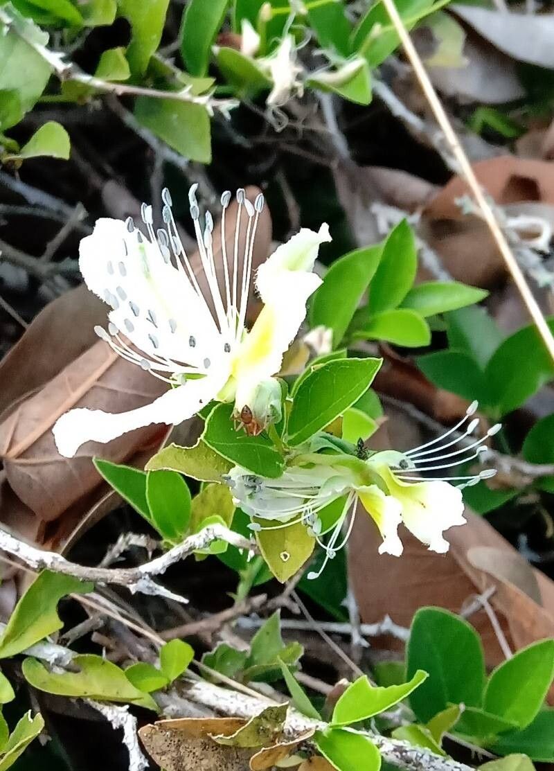 Capparis brevispina