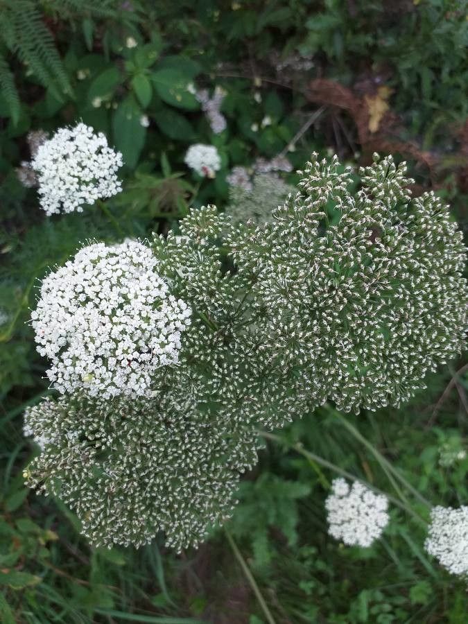 Selinum carvifolia flower