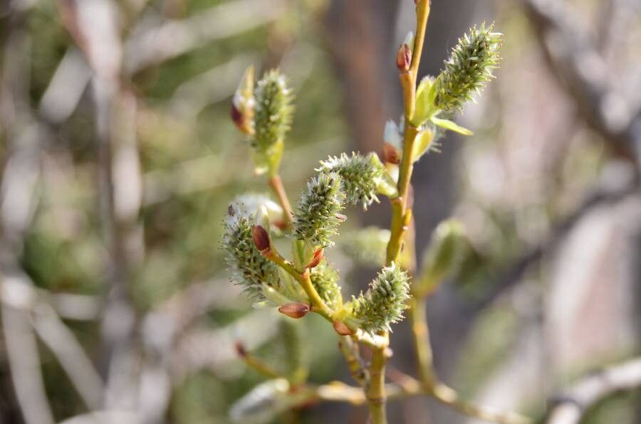 Salix prolixa fruit
