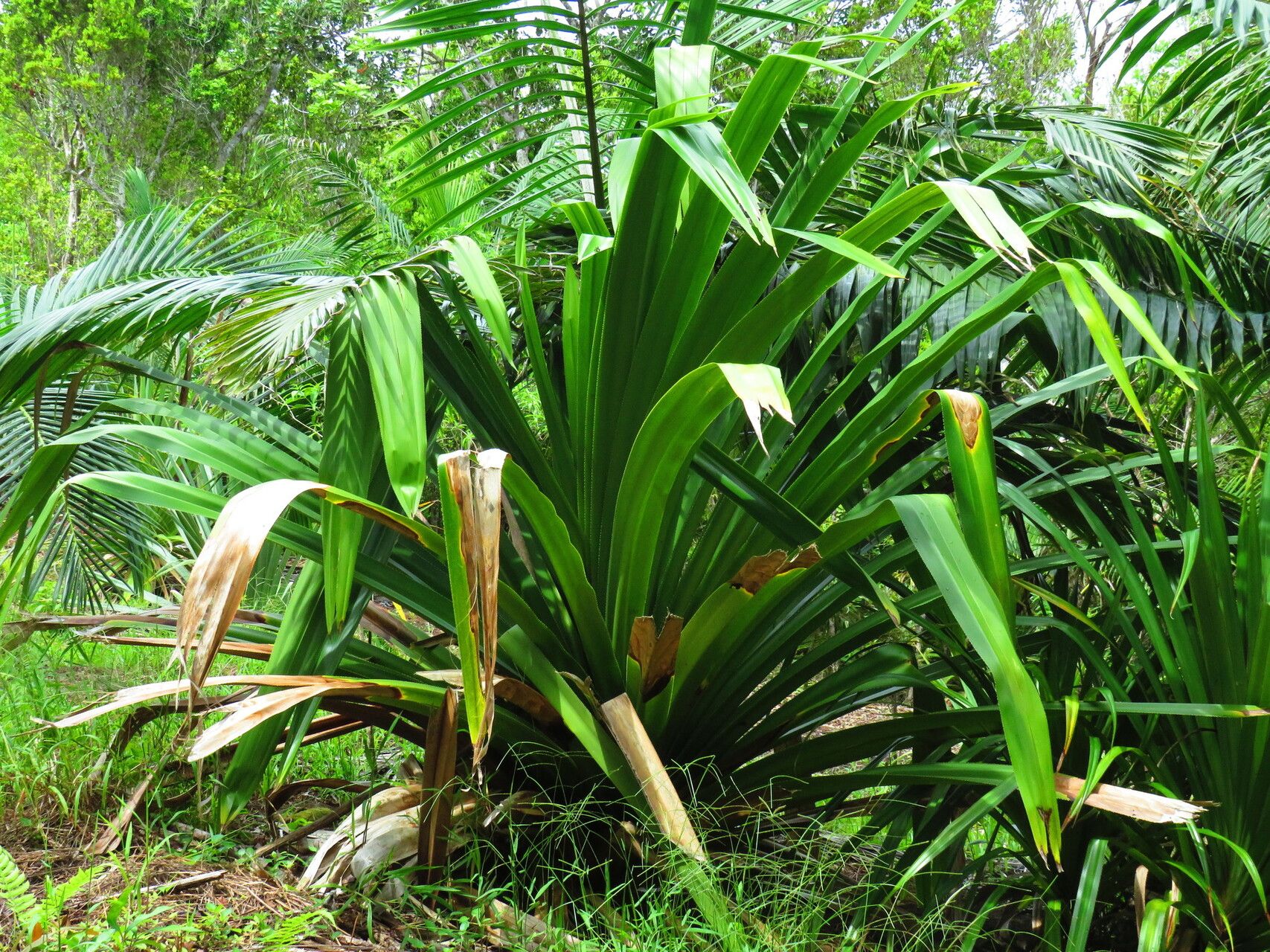 Pandanus macrostigma — houseplant care guide